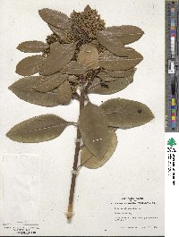 Ilex latifolia image