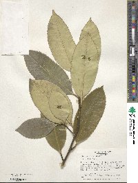 Ilex latifolia image