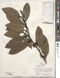 Ilex latifolia image