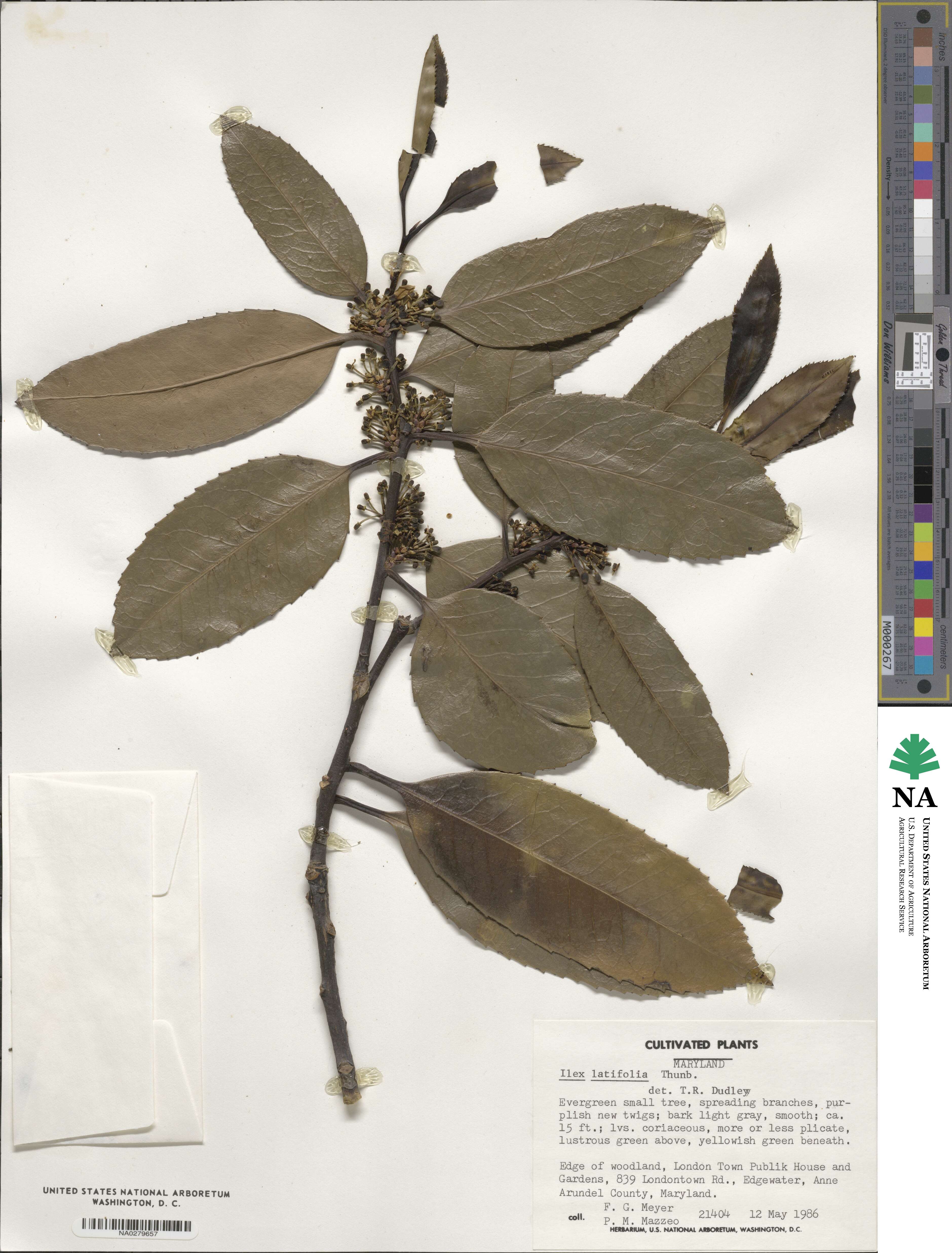 Ilex latifolia image