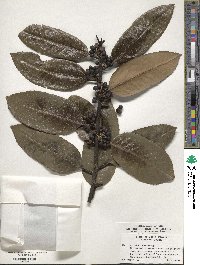 Ilex latifolia image