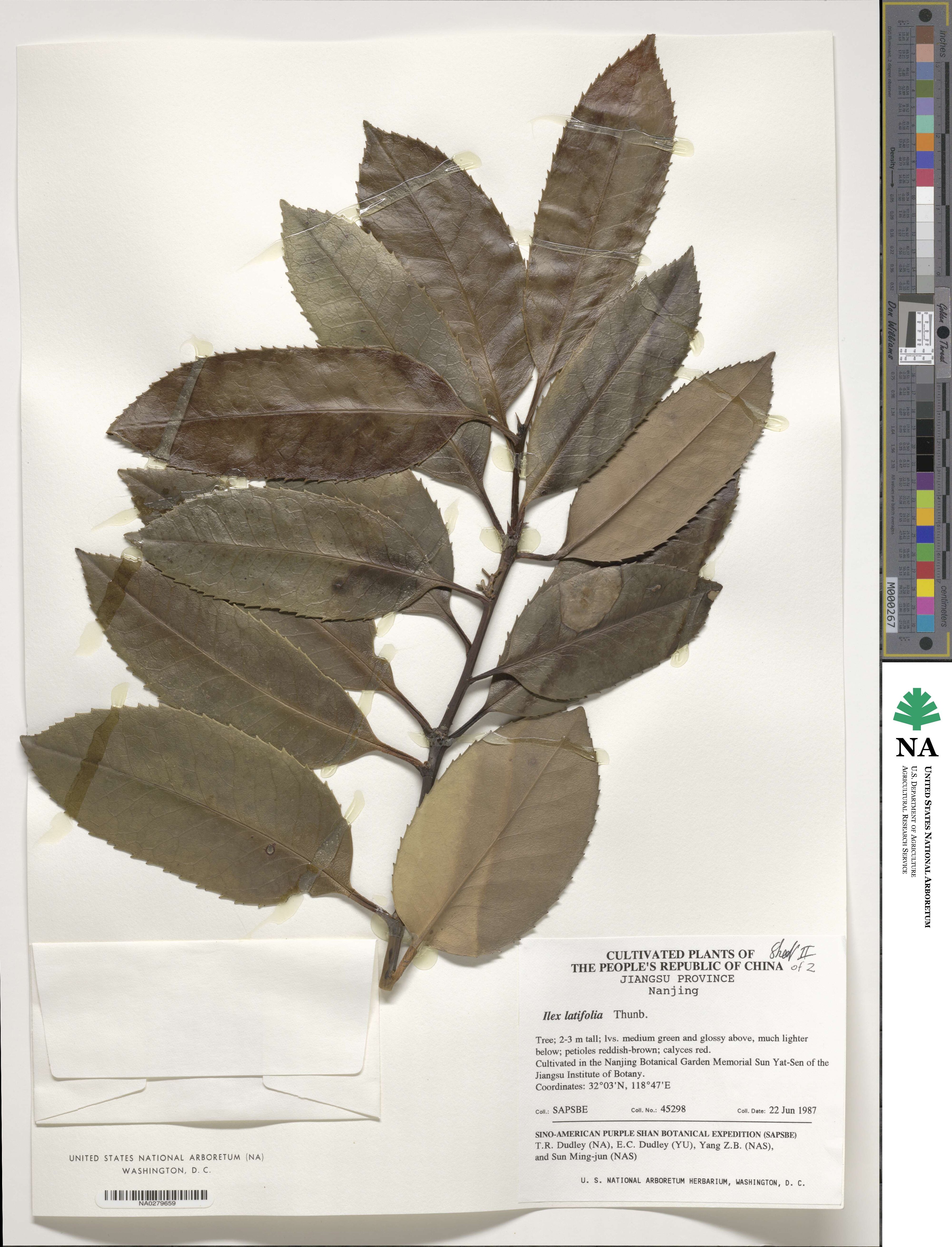 Ilex latifolia image