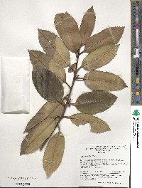 Ilex latifolia image