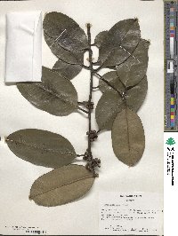 Ilex latifolia image