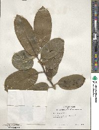 Ilex latifolia image