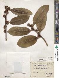 Ilex latifolia image