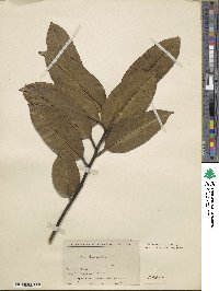 Ilex latifolia image