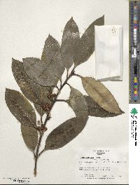 Ilex latifolia image