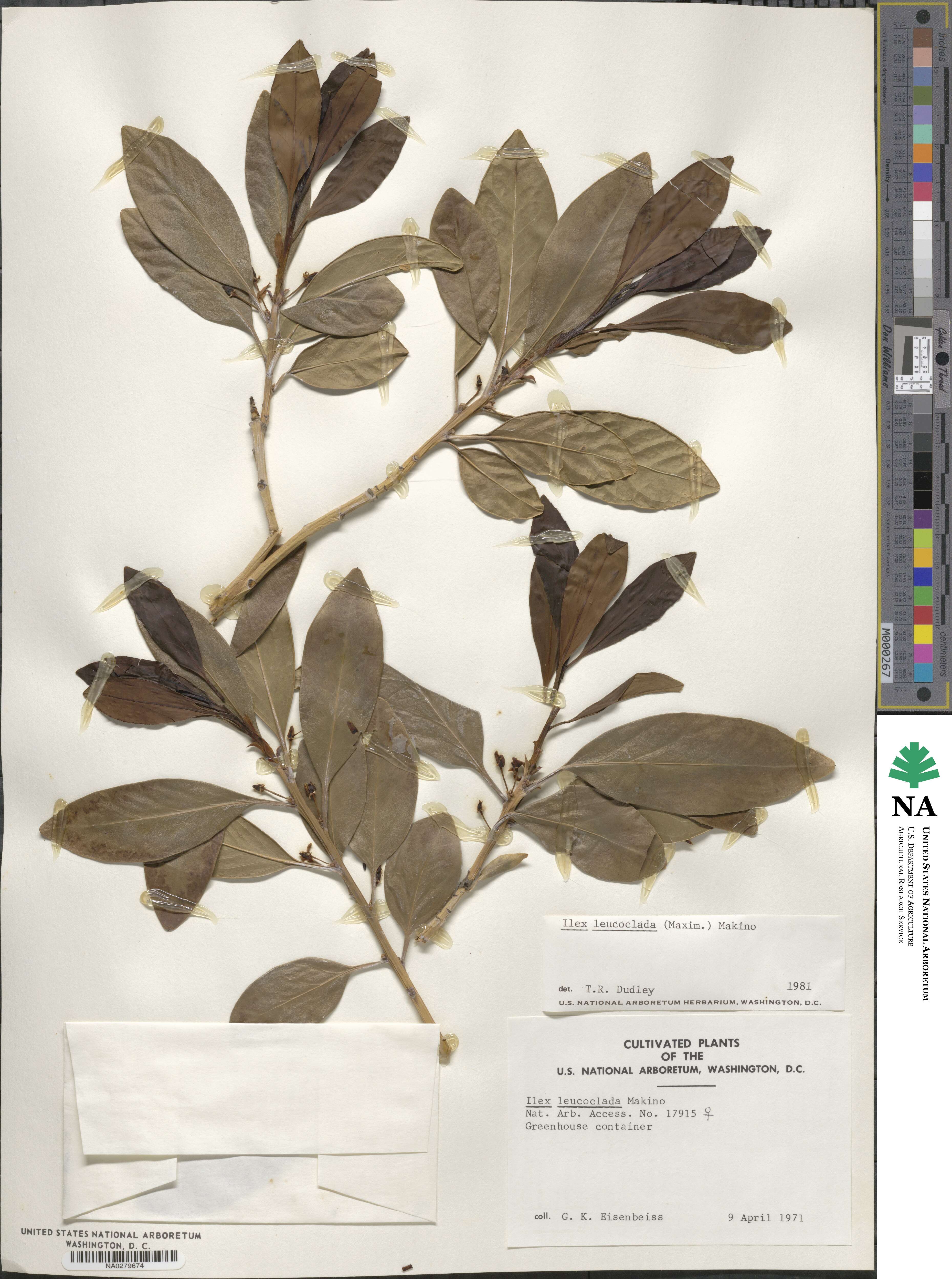 Ilex leucoclada image