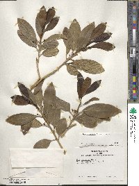 Ilex leucoclada image