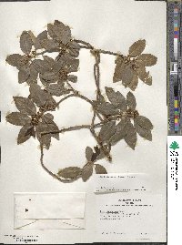 Ilex leucoclada image