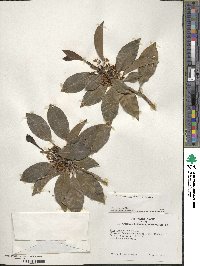 Ilex leucoclada image