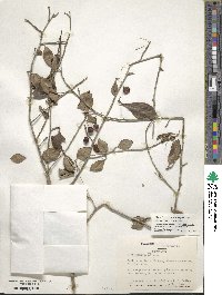 Ilex lohfauensis image