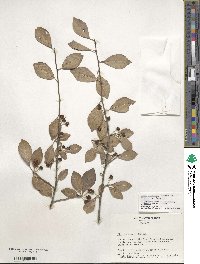 Ilex lohfauensis image