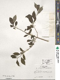 Ilex lohfauensis image