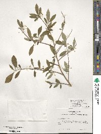 Ilex lohfauensis image