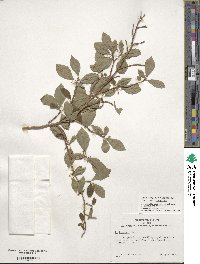 Ilex lohfauensis image