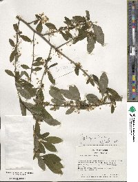 Ilex lohfauensis image