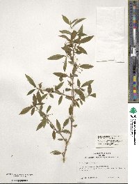 Ilex lohfauensis image