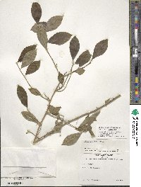 Ilex lohfauensis image