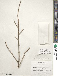 Ilex lohfauensis image