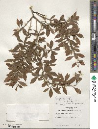 Ilex lohfauensis image