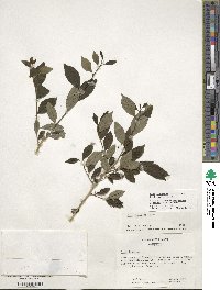 Ilex lohfauensis image