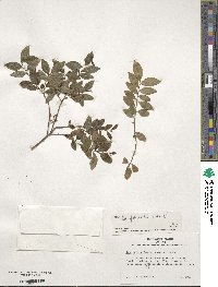 Ilex lohfauensis image