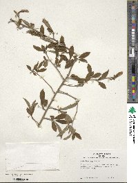 Ilex longipes image