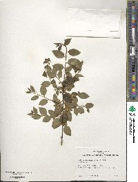 Ilex macfadyenii image