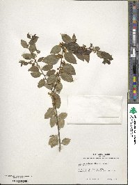 Ilex macfadyenii image