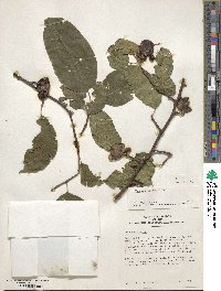 Ilex macrocarpa image