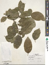 Ilex macrocarpa image