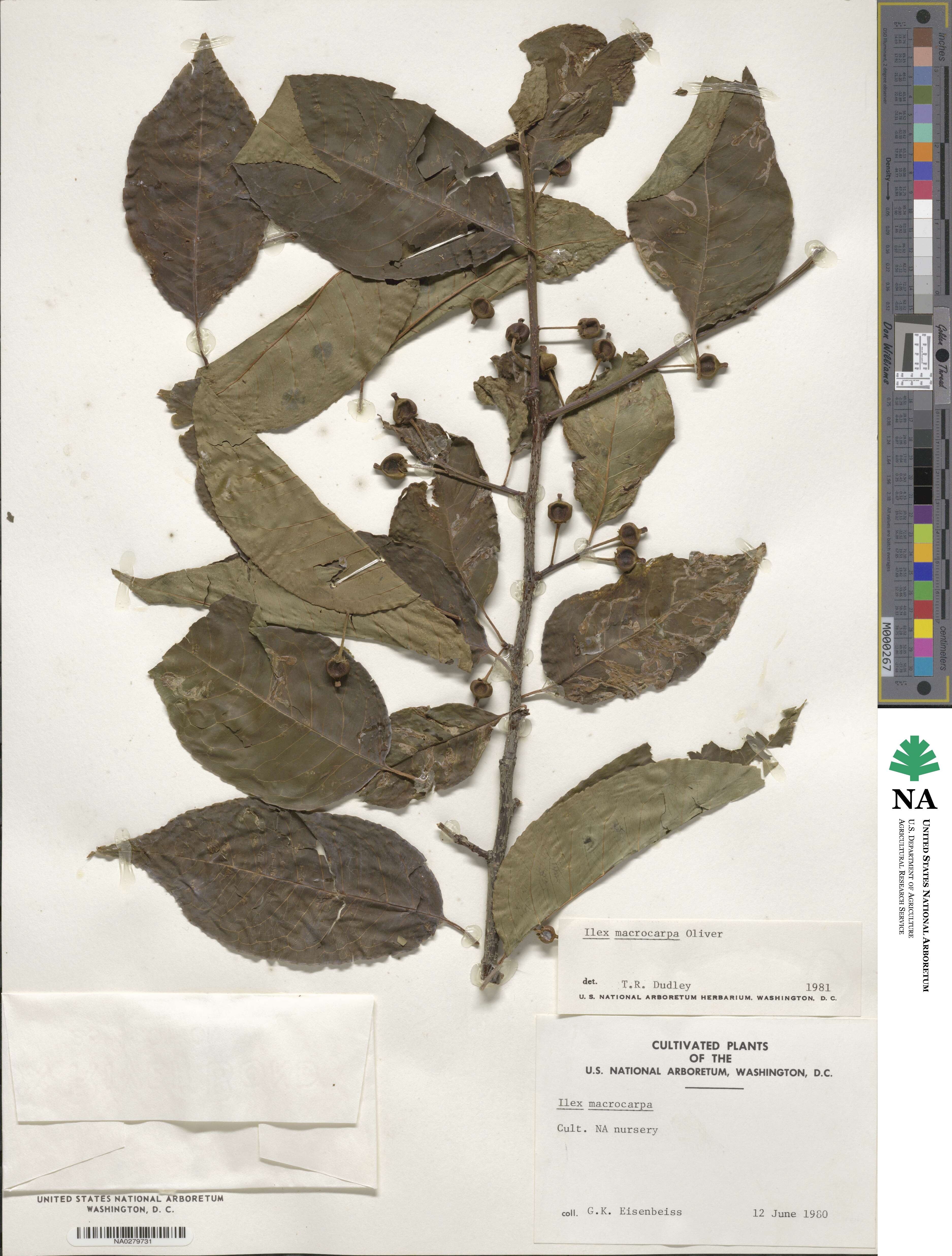 Ilex macrocarpa image