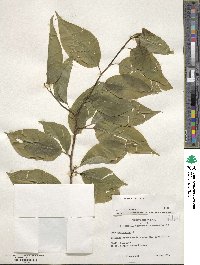 Ilex macrocarpa image