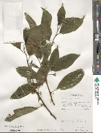 Ilex macrocarpa image