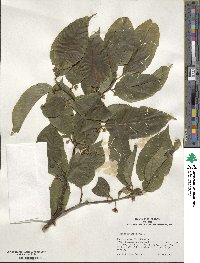 Ilex macrocarpa image