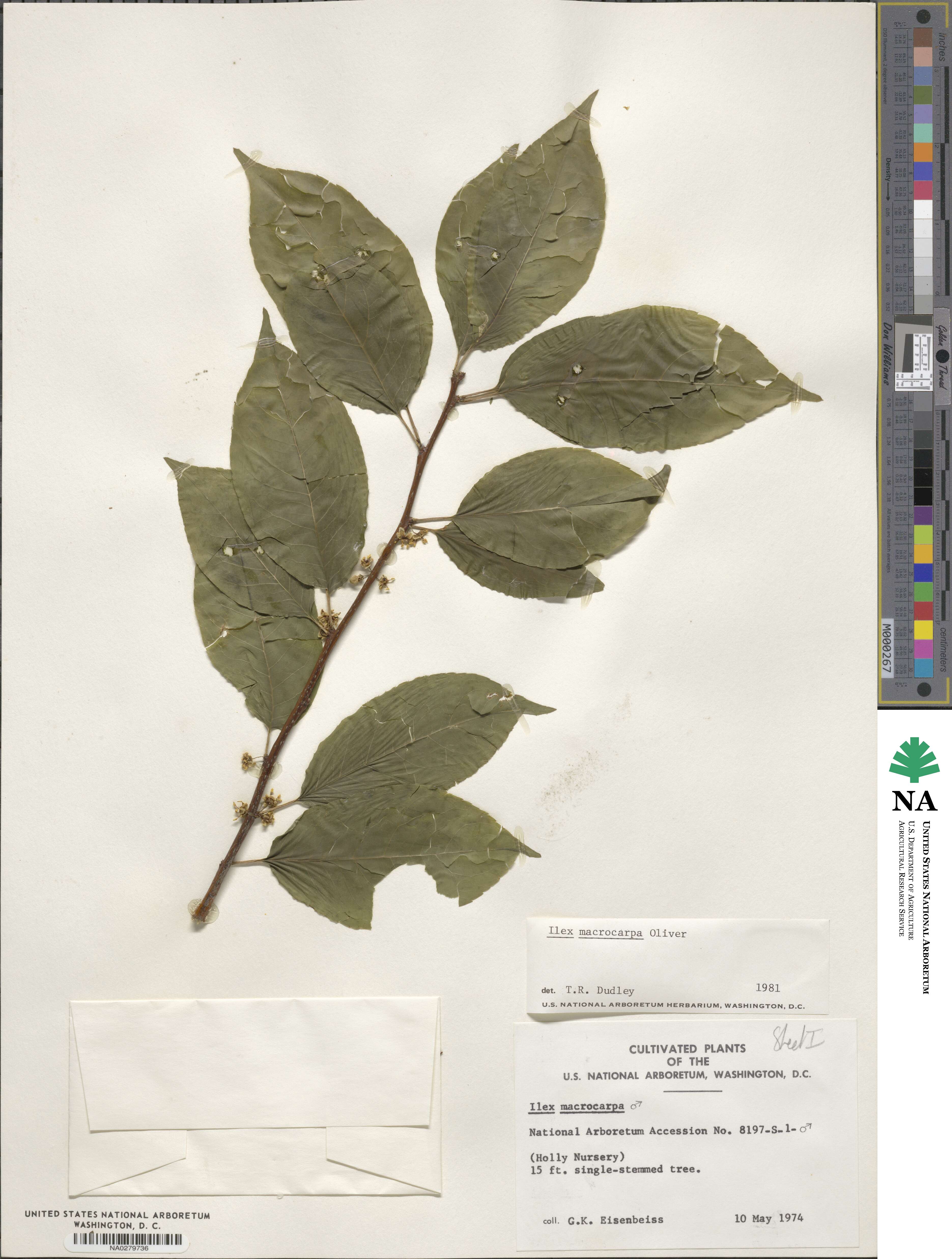 Ilex macrocarpa image