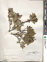 Ilex triflora image