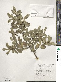 Ilex triflora var. kanehirai image