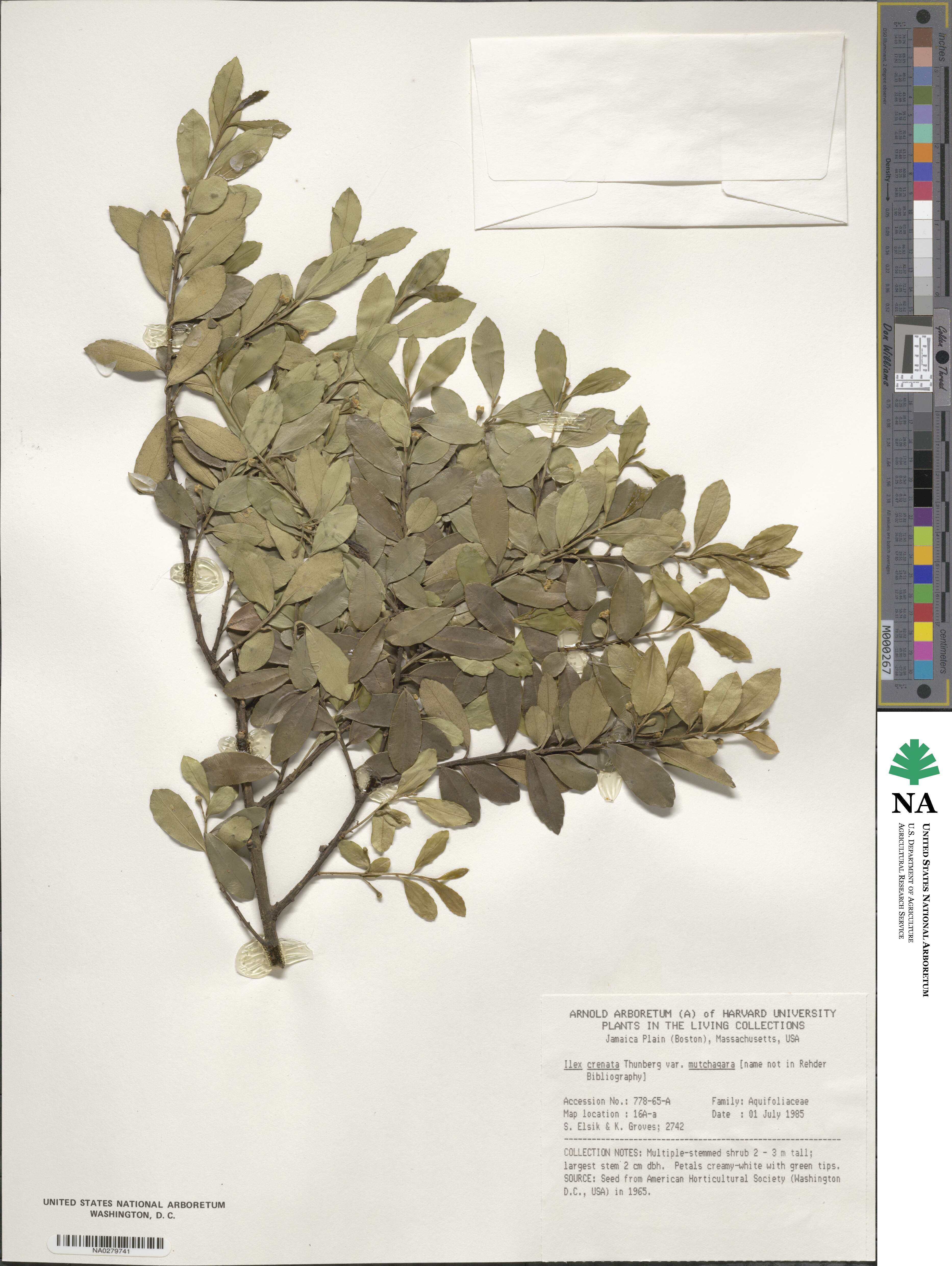 Ilex triflora image