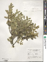 Ilex triflora image