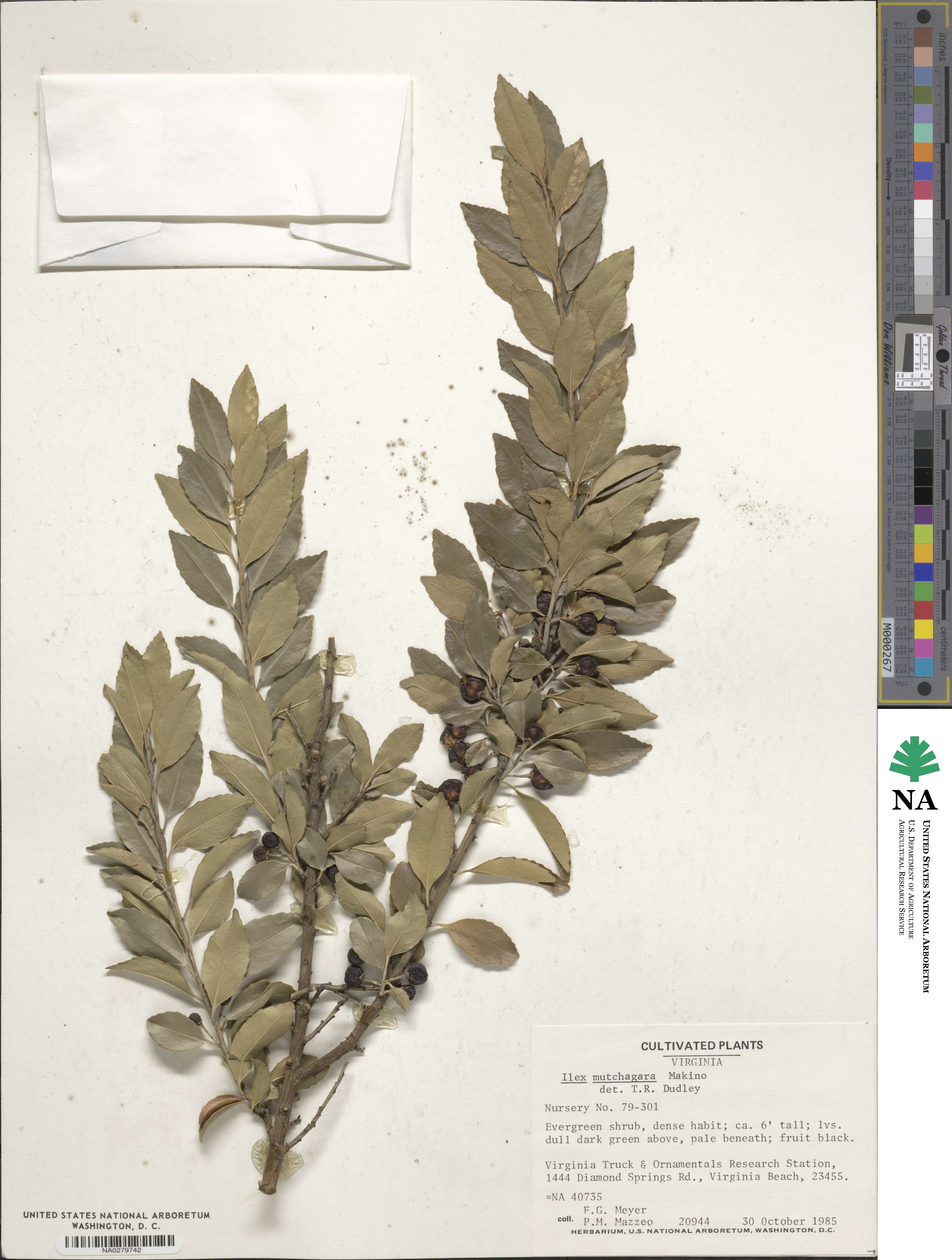 Ilex triflora var. kanehirai image