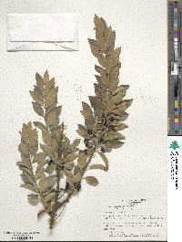 Ilex triflora image