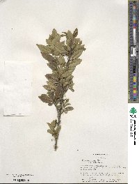 Ilex triflora image