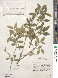 Ilex triflora var. kanehirai image