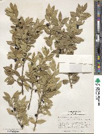 Ilex triflora image