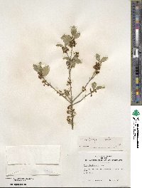 Ilex triflora image