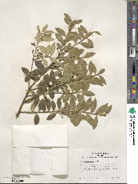 Ilex triflora image