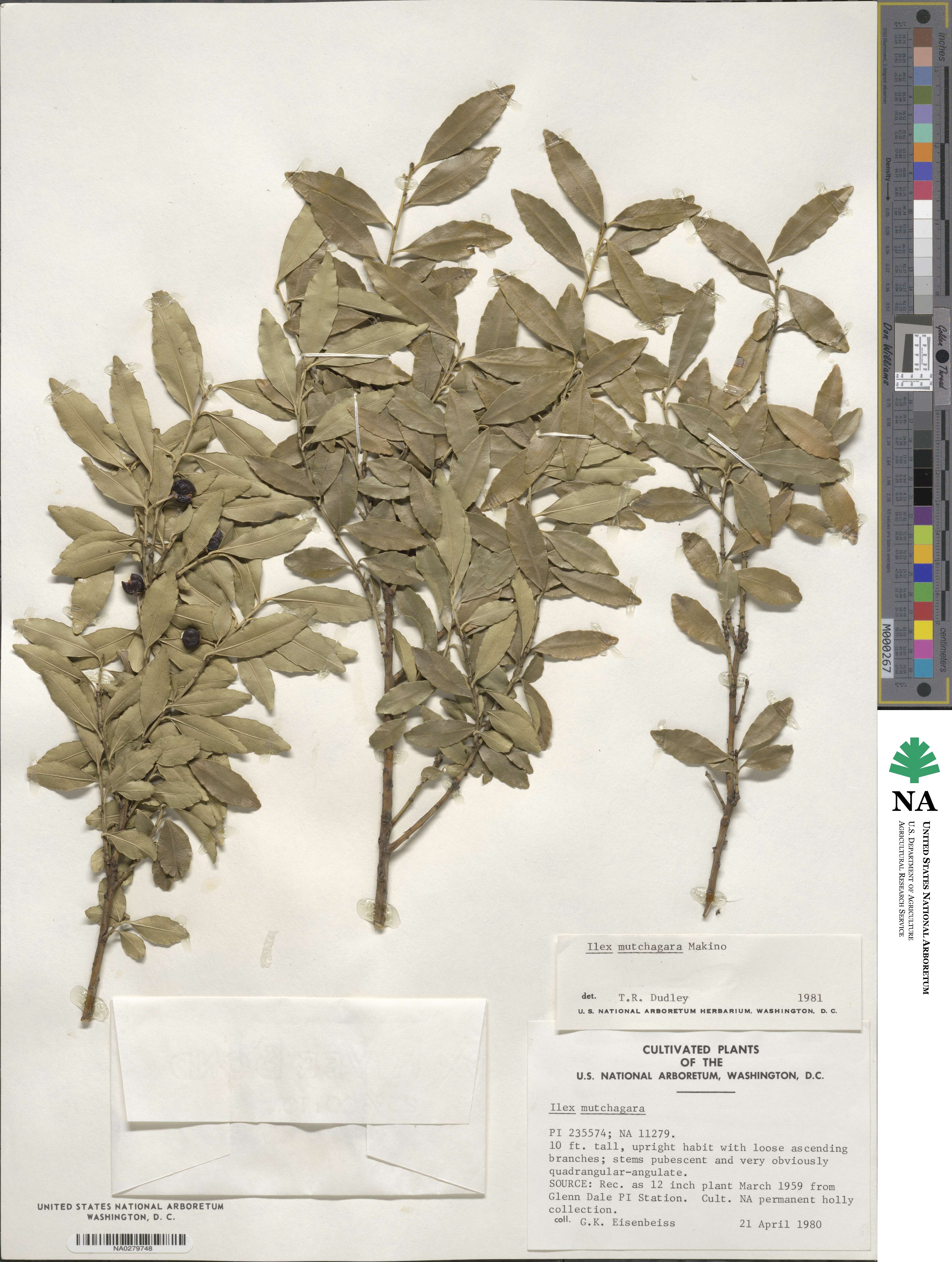 Ilex triflora var. kanehirai image